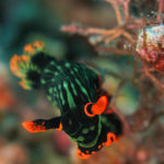 Ishigaki nudibranch