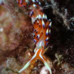 Ishigaki nudibranch