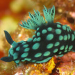 Ishigaki nudibranch