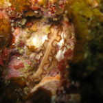 Ishigaki nudibranch