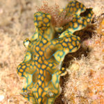 Ishigaki nudibranch