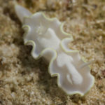 Ishigaki nudibranch