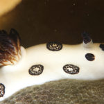 Ishigaki nudibranch