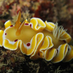 Ishigaki nudibranch