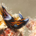 Ishigaki nudibranch