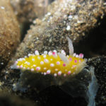 Ishigaki nudibranch