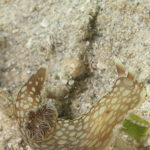 Ishigaki nudibranch