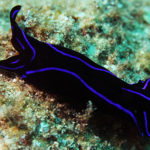 Ishigaki nudibranch