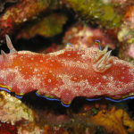 Ishigaki nudibranch