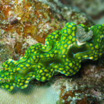 Ishigaki nudibranch