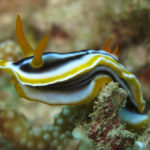 Ishigaki nudibranch