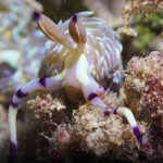 Ishigaki nudibranch