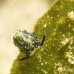 Ishigaki nudibranch