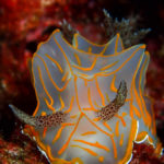 Ishigaki nudibranch