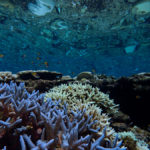 Ishigaki diving