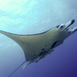 Ishigaki manta