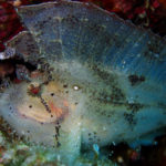 Ishigaki diving