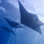 Ishigaki manta