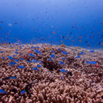 Ishigaki diving