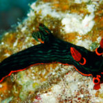 Ishigaki nudibranch