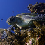 Ishigaki turtle