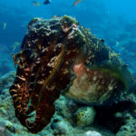 Ishigaki cuttlefish