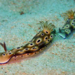 Ishigaki nudibranch