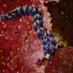 Ishigaki nudibranch