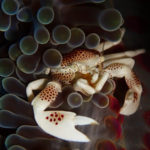 Ishigaki diving