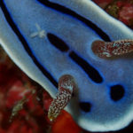 Ishigaki nudibranch