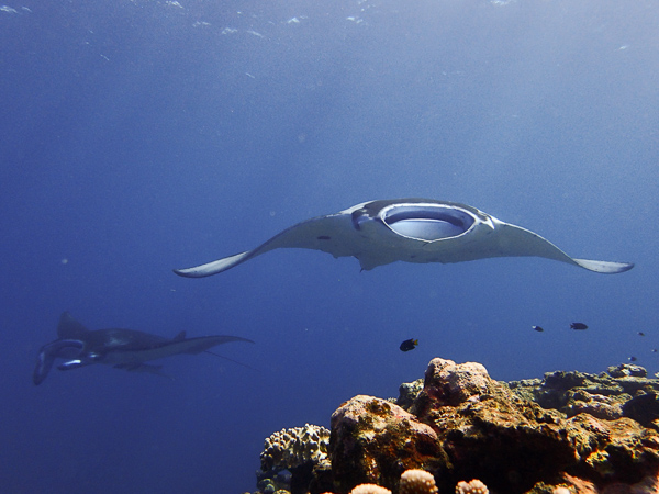 Diving with Lots of Mantas☆