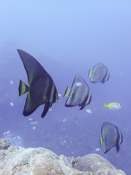 Diving with Batfish in Nagura Bay