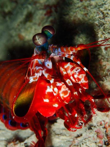 Diving in Osaki Area☆ But Where are the Lionfish!?