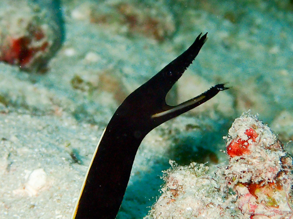 Lots of Exciting Marine Life on Today’s Dives!