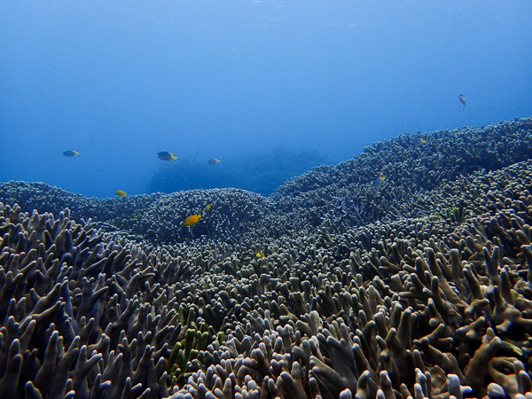 Discover Scuba Dives among Corals☆