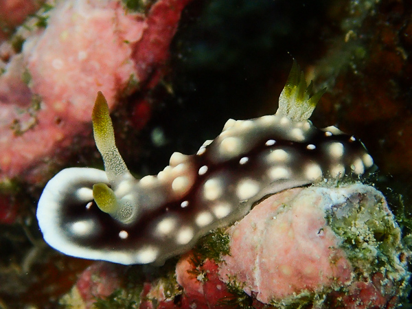 Fun Dives in Nagura and Osaki