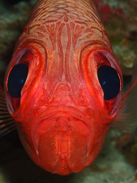 今日もいろんな魚に囲まれてハッピーファンダイブ☆