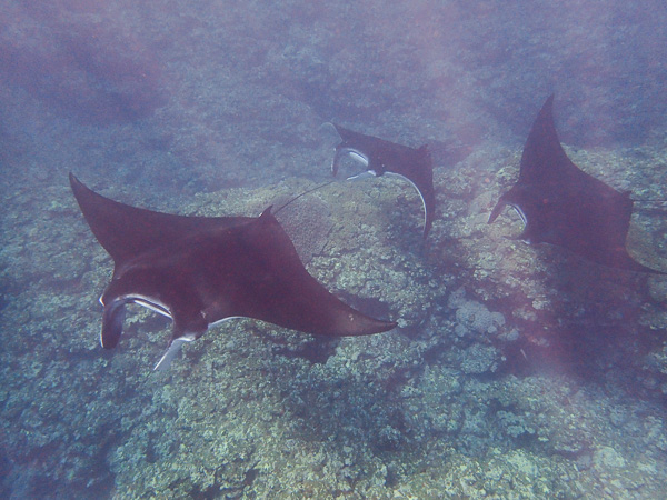 Snorkeling Yonehara & Manta Point