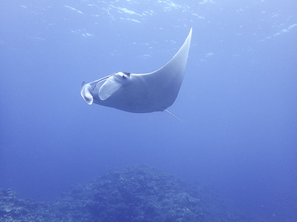 Fun Dives and Snorkeling☆