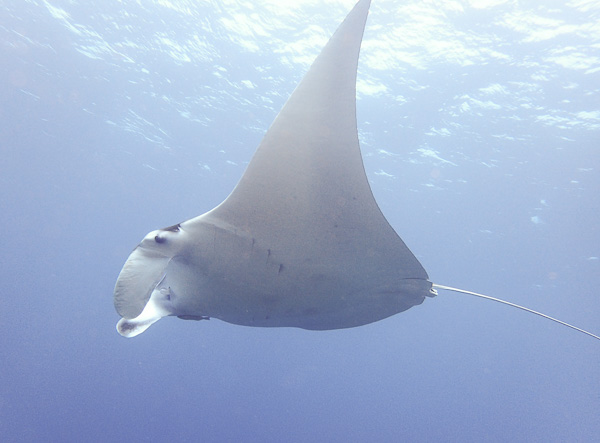 Fun dives in Osaki and Manta Point☆