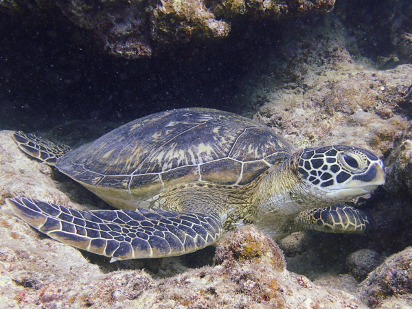 Fun Dives and Snorkeling with Group of Friends♪