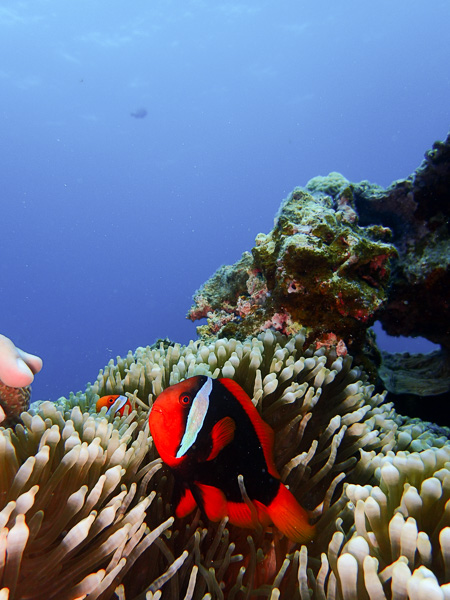 Peaceful Yonehara Dive♪Where are the Mantas?