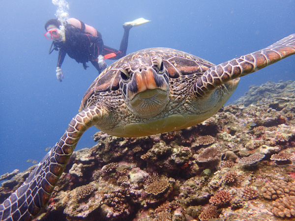Second day of Open Water Course & Fun Dives♪ With Turtles ☆