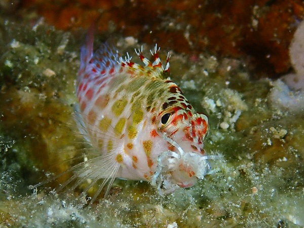 No Manta, but Lots of Fun Dives in Ishigaki