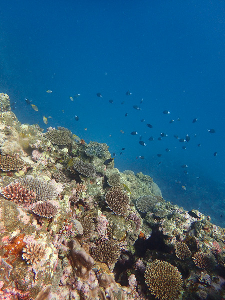 Diving with Green Turtles in Ishigaki☆