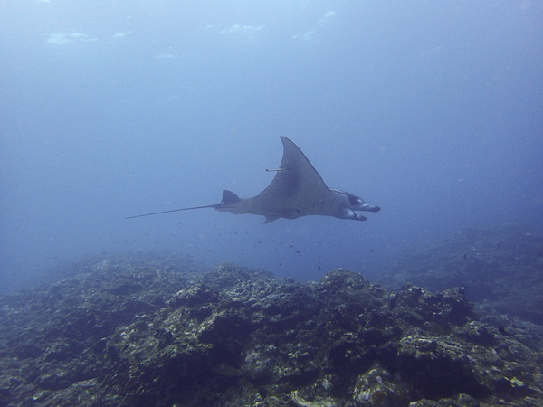 Braving the Waves for the Mantas…