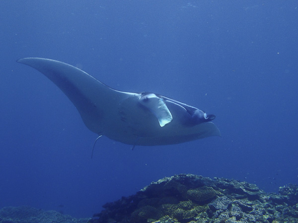 Green Turtles! Manta!! Fun Dives GOGOGO!!!