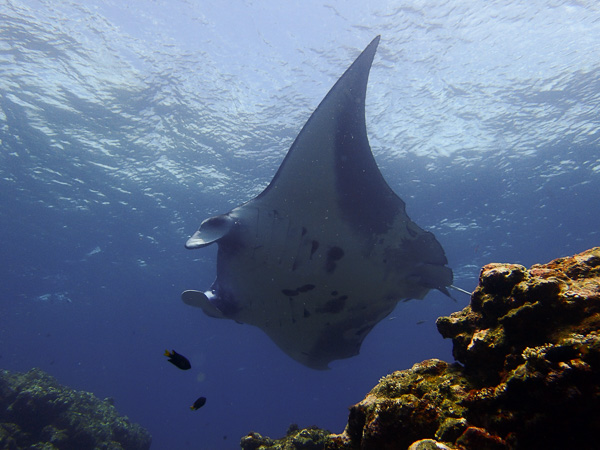 Manta circling round and round☆