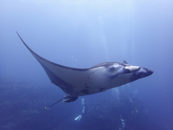 Both Mantas and Turtles on the Same Day