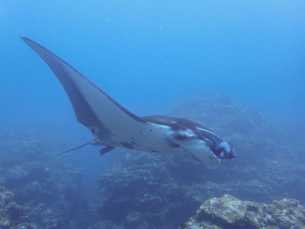 今日の海からカメもマンタも小さな生き物たちも～＼(^o^)／